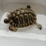 Photo of CV Exotics