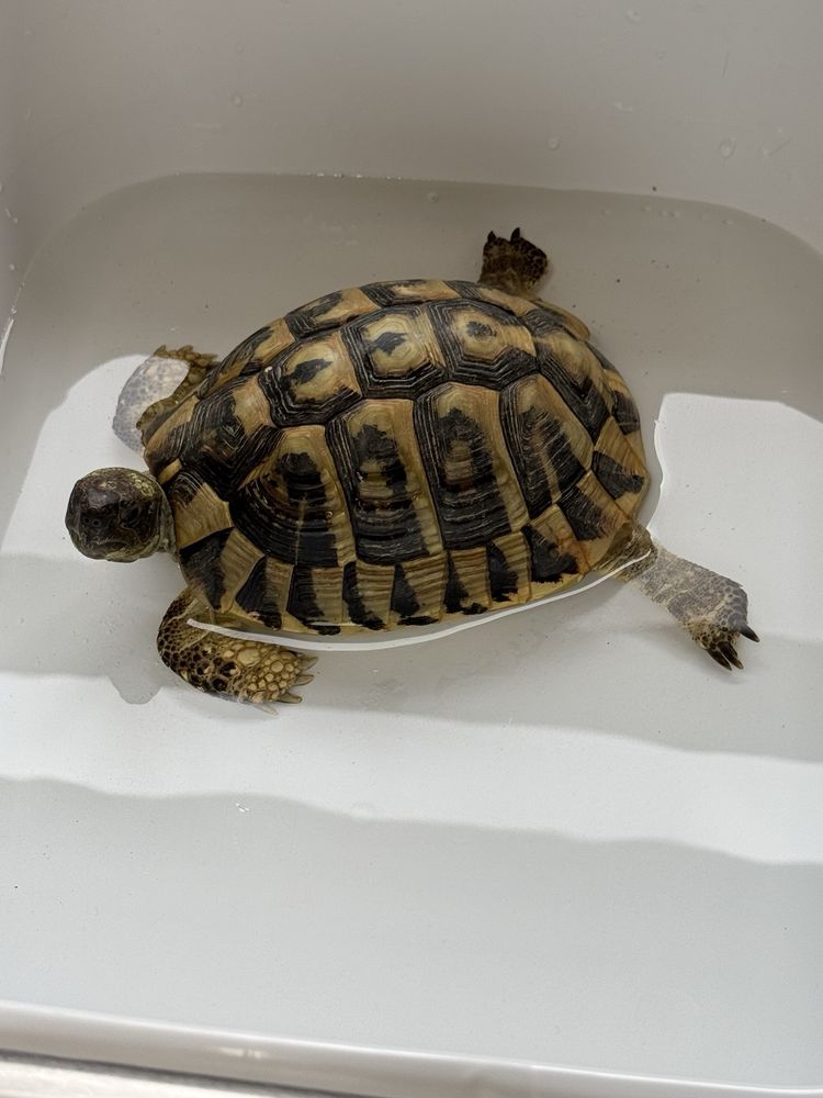 CV Exotics Image