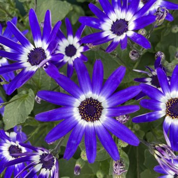 SummerWinds Nursery - Campbell - Very vibrant - Nurseries & Gardening Near Me - Campbell, California SummerWinds Nursery - Campbell - Very vibrant - Nurseries & Gardening Near Me - Campbell, California