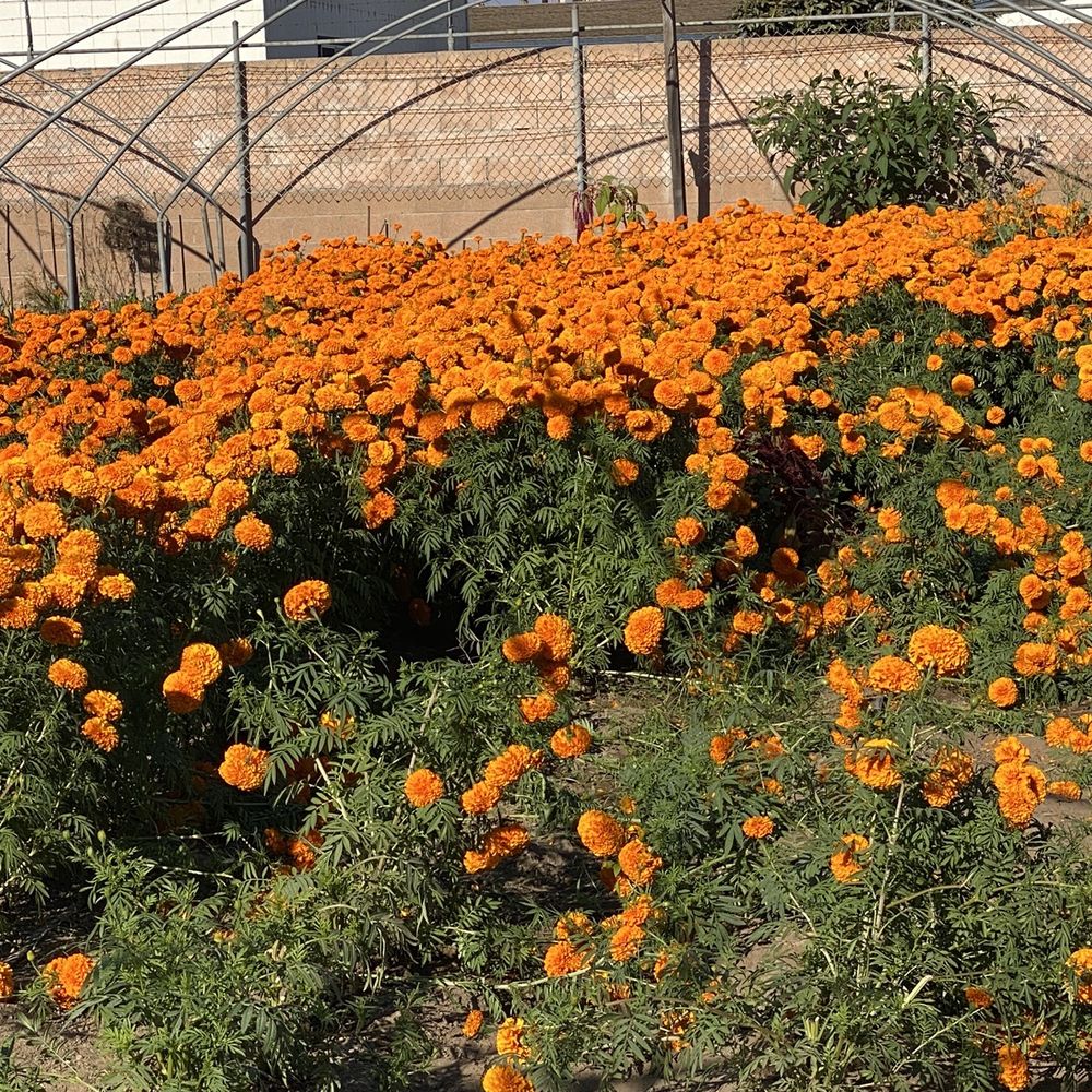 Vaca Flowers - Let's go picking - Florists Near Me - Oxnard, California Vaca Flowers - Let's go picking - Florists Near Me - Oxnard, California