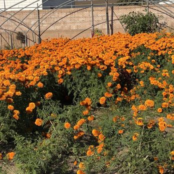 Vaca Flowers - Let's go picking - Florists Near Me - Oxnard, California Vaca Flowers - Let's go picking - Florists Near Me - Oxnard, California