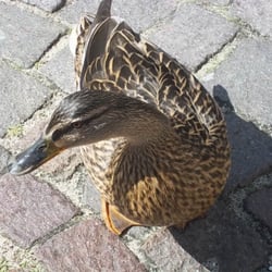 De Roode Leeuw