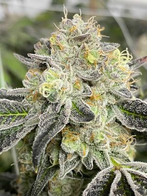 MOTA - Medicine Of The Angels by null