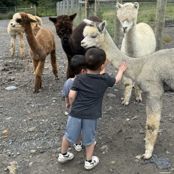 Stagecoach Trails Alpacas - Farms Near Me - Middletown, New York