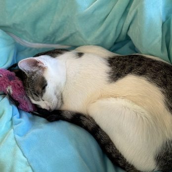 NEKO: A Cat Cafe - Sleepy - Themed Cafes Near Me - Seattle, Washington