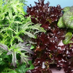The Bubbling Bucket - More lettuces