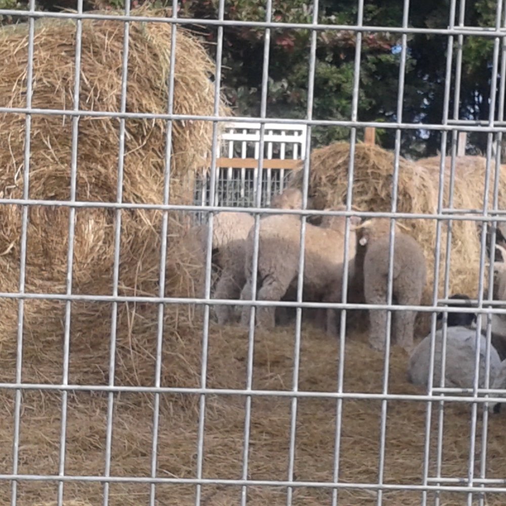 Matadero Cabrera - Mary's Ranch - a herd of sheep in a fenced area - Meat Shops Near Me - Hialeah, Florida Matadero Cabrera - Mary's Ranch - a herd of sheep in a fenced area - Meat Shops Near Me - Hialeah, Florida
