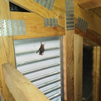Structured Pest Control - Bats I'm attic - Pest Control Near Me - Dixon, California Structured Pest Control - Bats I'm attic - Pest Control Near Me - Dixon, California