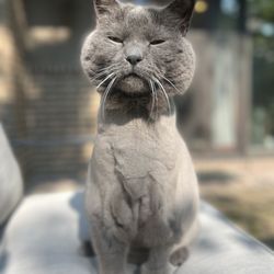 Waggs-N-Whiskers - Day after his lion cut