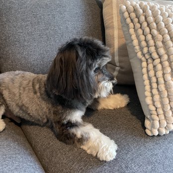 Besties DogSpa - Thinking about all the treats I got at Besties. - Pet Groomers Near Me - San Diego, California Besties DogSpa - Thinking about all the treats I got at Besties. - Pet Groomers Near Me - San Diego, California