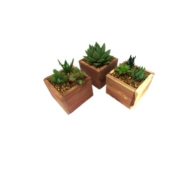 Succulent Garden Gifts - We make our own Cedar Boxes - Nurseries & Gardening Near Me - Milford, Ohio Succulent Garden Gifts - We make our own Cedar Boxes - Nurseries & Gardening Near Me - Milford, Ohio