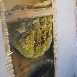 Action Bee Removal
