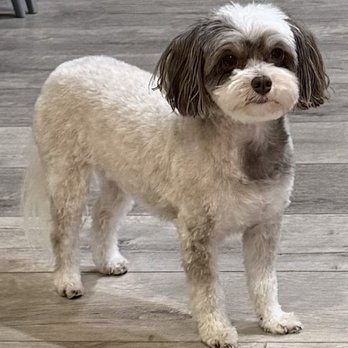 Dream Pet Grooming - Pet Groomers Near Me - Irvine, California Dream Pet Grooming - Pet Groomers Near Me - Irvine, California
