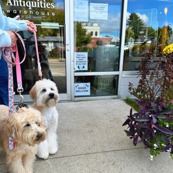 Antiquities Warehouse of Grand Traverse - Dogs are welcome in the store!
