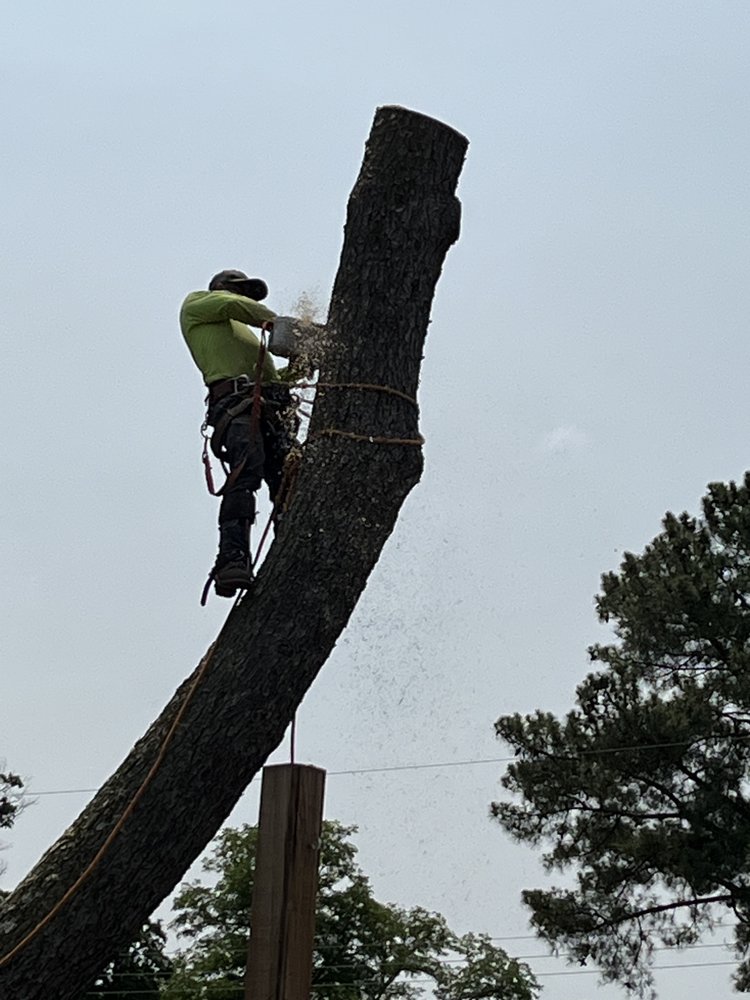 Deep Creek Tree Care - tree service in Chesapeake, VA