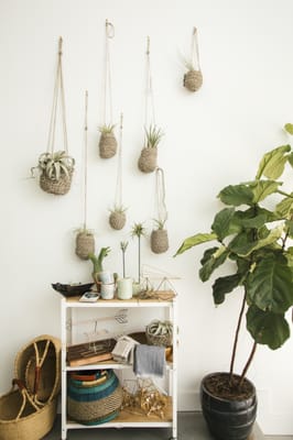 The ZEN Succulent by null