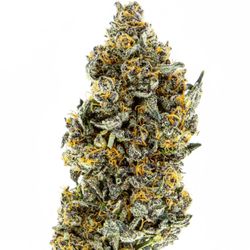Life Is Good Healing - Sunset sherbet