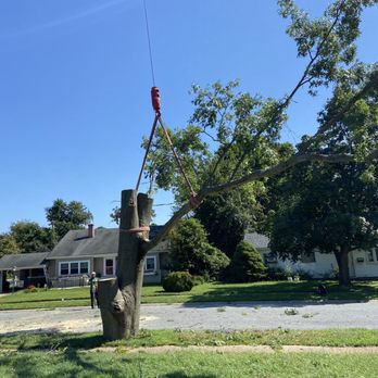 Daniel's Lawn And Tree - a man using a crane to remove a tree - Tree Services Near Me - Wilmington, Delaware