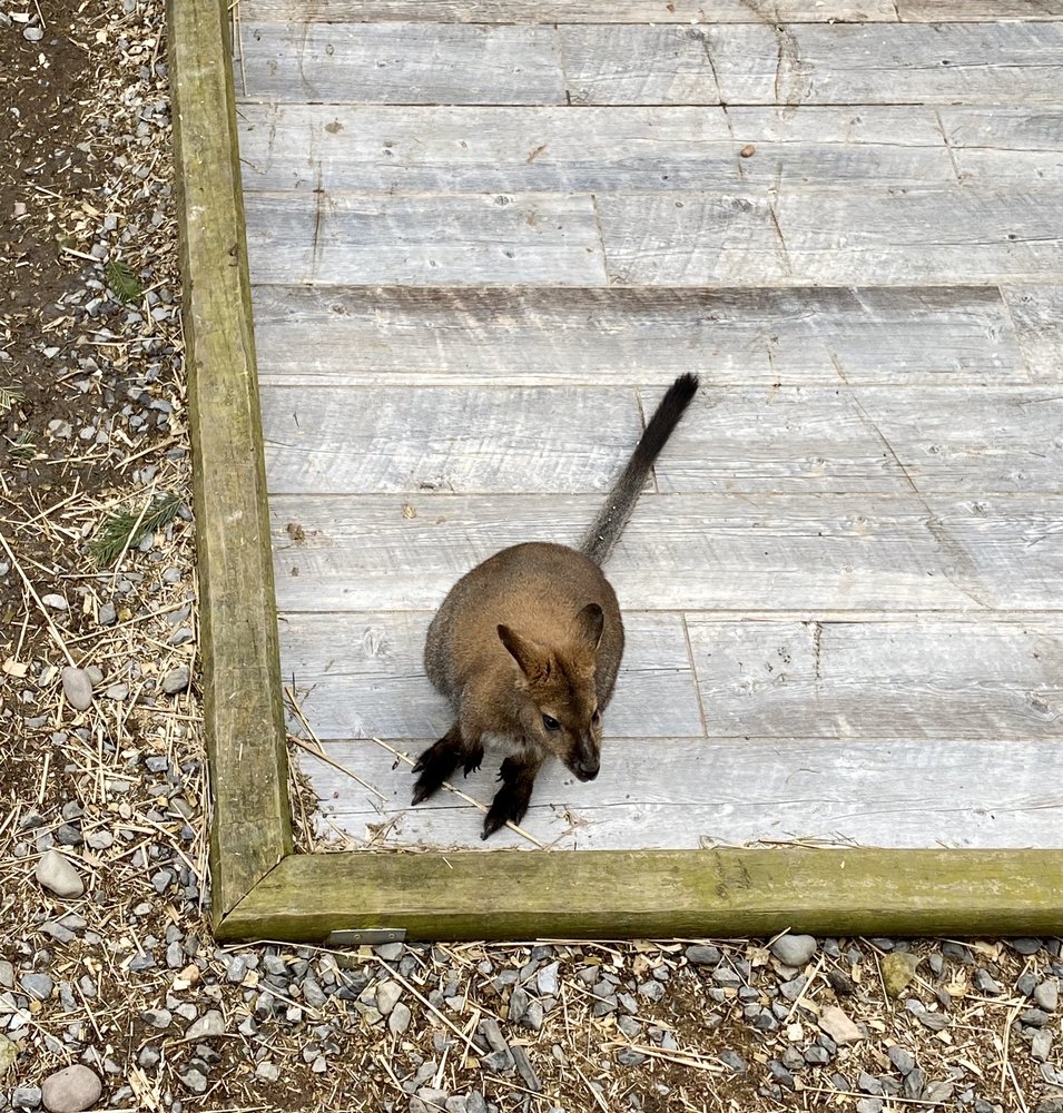 Pocono Snake & Animal Farm, East Stroudsburg Roadtrippers