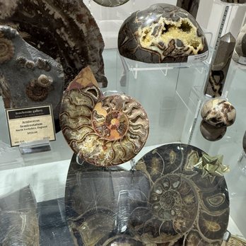 Touchstone Gallery - Ammonite - Art Galleries Near Me - Santa Fe, New Mexico