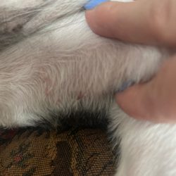 Hottie Hounds Dog Grooming - Groin cuts hard to see under hair