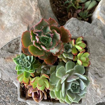 SUCCS FOR YOU LA - Florists Near Me