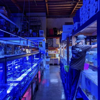 Aquatic Collection Aquarium - lots of blacklight lighting on the inside - Aquarium Services Near Me - Hayward, California