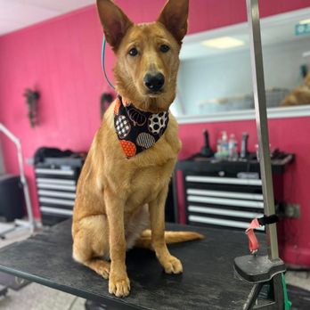 Bark Avenue - Pet Groomers Near Me - Deland, Florida