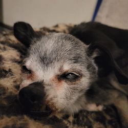 Juvo Veterinary Hospital - Tilly girl 48 hours before she crossed over