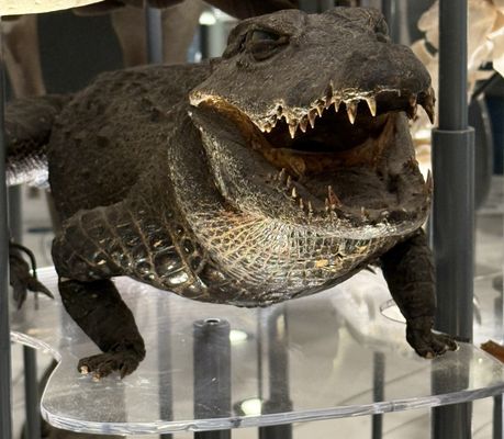 Burke Museum of Natural History and Culture by null