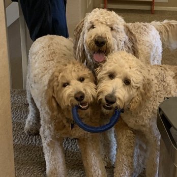 A Dog's World - Pet Groomers Near Me - Littleton, Colorado A Dog's World - Pet Groomers Near Me - Littleton, Colorado