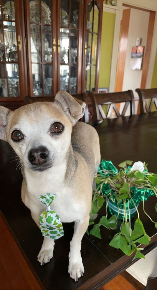 HAPPY PUPPY GROOMING Updated September 2024 41 Photos & 16 Reviews Weymouth