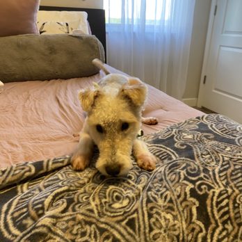 Loving Hands Grooming - Pet Groomers Near Me - Clermont, Florida