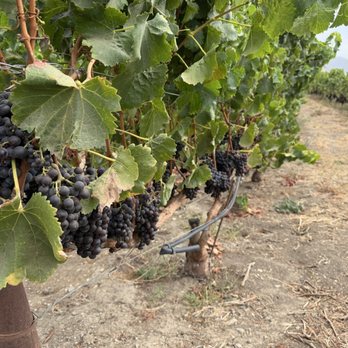 Pence Vineyards & Winery - Gamay . - Wineries Near Me - Buellton, California Pence Vineyards & Winery - Gamay . - Wineries Near Me - Buellton, California