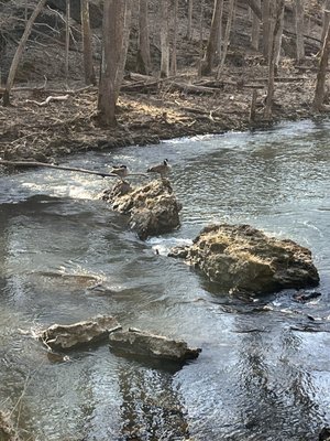 Clifton Gorge State Nature Preserve by null