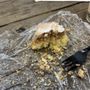 Photo of Pocono Dessert