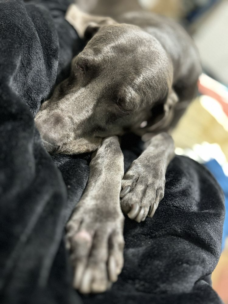 Christina Animal Hospital Image