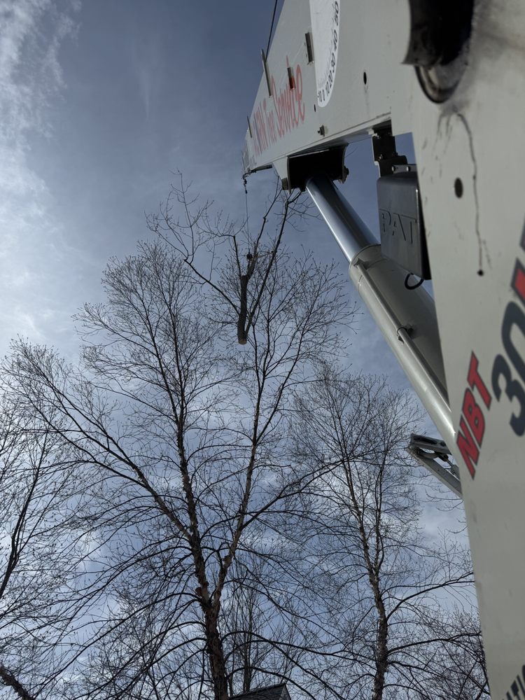 Acorn Tree Service - tree service in Wickliffe, OH