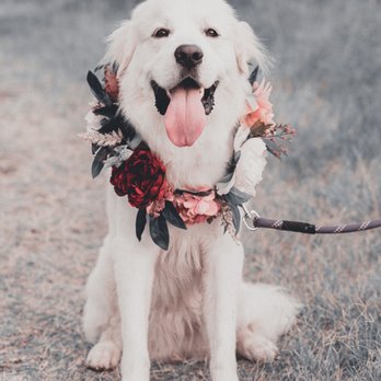 Richard Tran Media - Toby, the sweetest Pyrenees pup! - Session Photography Near Me Richard Tran Media - Toby, the sweetest Pyrenees pup! - Session Photography Near Me