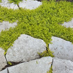 Rooted Outdoor Living