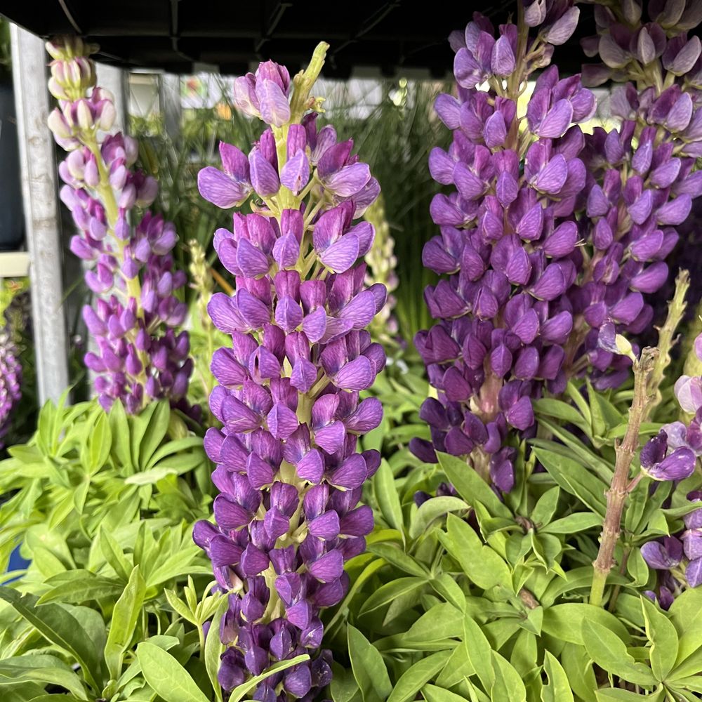 Grower's Outlet - Nurseries & Gardening Near Me - Loganville, Georgia