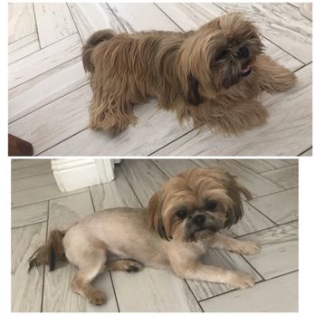 Pet Supplies Plus Turlock - Bad haircut - Pet Stores Near Me - Turlock, California Pet Supplies Plus Turlock - Bad haircut - Pet Stores Near Me - Turlock, California