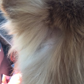 PetSmart - They did such a horrible job on my dog! I basically paid $52 dollars for a botched job! I hope my dogs hair grows back quickly! - Pet Training Near Me - Broadview, Illinois PetSmart - They did such a horrible job on my dog! I basically paid $52 dollars for a botched job! I hope my dogs hair grows back quickly! - Pet Training Near Me - Broadview, Illinois