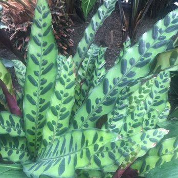 Volunteer Park Conservatory - Parks Near Me - Seattle, Washington