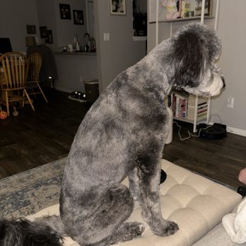 Well Groomed Pets - Raleigh - Aussiedoodle cut - Pet Groomers Near Me - Raleigh, North Carolina Well Groomed Pets - Raleigh - Aussiedoodle cut - Pet Groomers Near Me - Raleigh, North Carolina