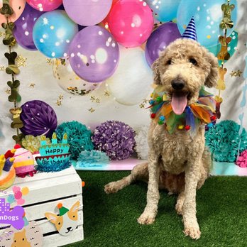 Downtown Dogs - Charlie's Birthday Party - Pet Boarding Near Me - Palo Alto, California