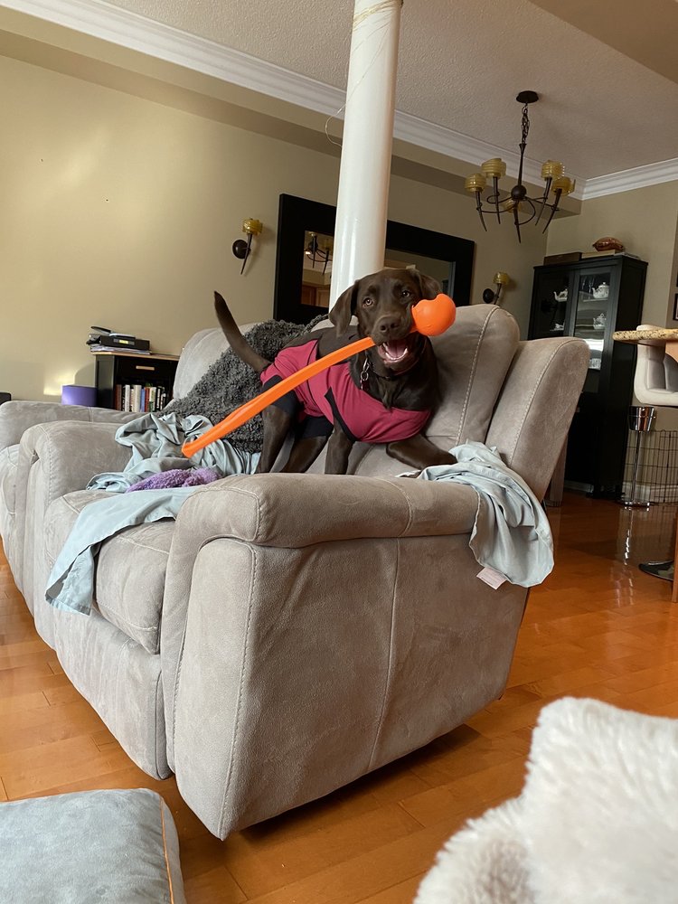 ISLINGTON VILLAGE ANIMAL HOSPITAL Updated October 2024 21 Reviews