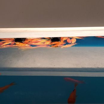 PetSmart - Yep... a pike of dead fish. A store associate confirmed this. - Pet Stores Near Me - Chino, California