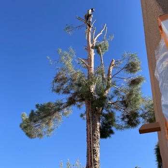 South West Tree Service - Tree Services Near Me - Las Cruces, New Mexico South West Tree Service - Tree Services Near Me - Las Cruces, New Mexico