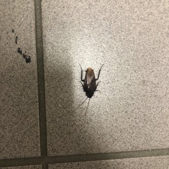 Walgreens - Roach in the bathroom - Drugstores Near Me - Charlotte, North Carolina Walgreens - Roach in the bathroom - Drugstores Near Me - Charlotte, North Carolina